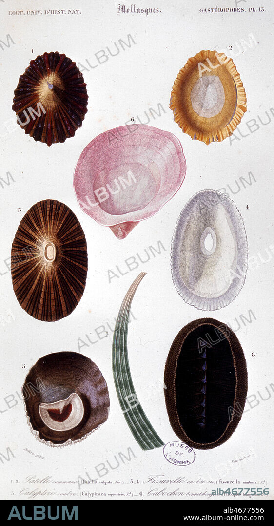 MOLLUSQUES Gasteropodes : 1,2 : Patelle commune, 3, 4 : Fissurelle en bateau, 5: Calyptree Sabre, 6: Cabochon bonnet hongrois, 7: Dentale Elephantine, 8: Oscabrillon ecailleux' Gasteropodes planche 13 in Dictionnaire universel d'Histoire naturelle par Charles D'ORBIGNY. Credit Collection Kharbine Tapabor.
