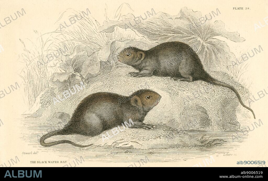 Water Vole (Arvicola terrestris), also known as the Black Water Rat. This animal is the 'Ratty' of the children's classic 'The Wind in the Willows', Kenneth Grahame, (London, 1908) From 'British Quadrupeds', W MacGillivray, (Edinburgh, 1828), one of the volumes in William Jardine's Naturalist's Library series. Hand-coloured engraving.