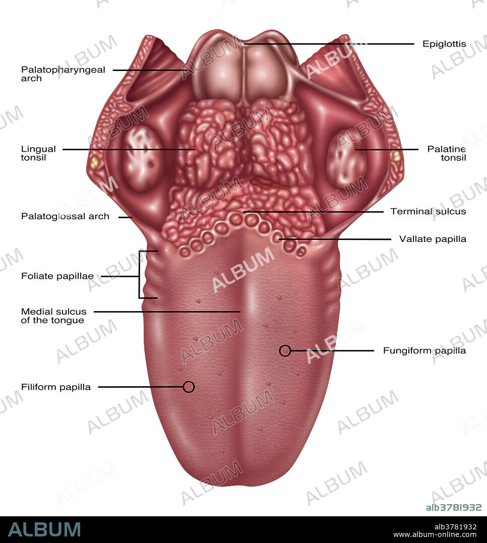 Anatomy of Human Tongue, Illustration