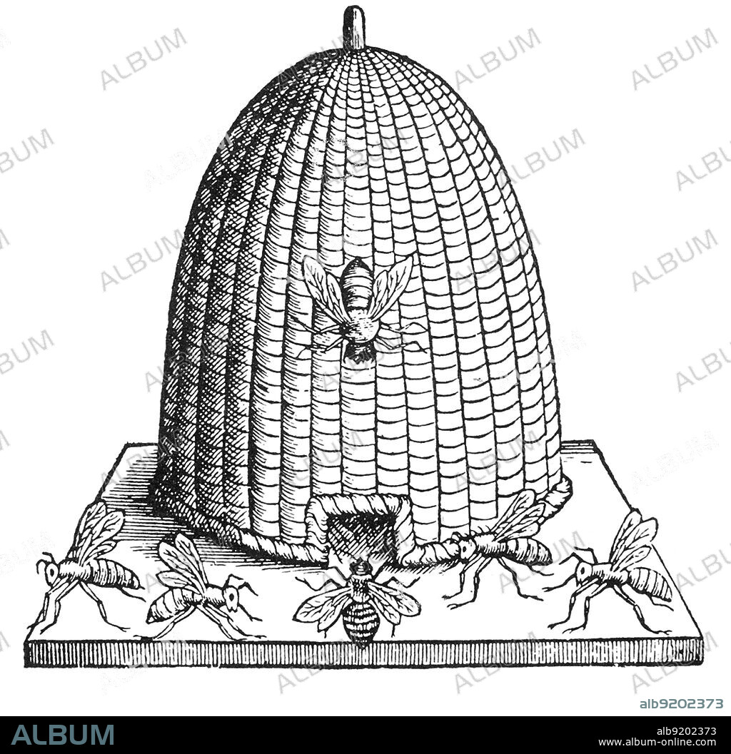 English woodcut 1658 of bees outside their bell-shaped hive, known as a skep made from some type of grass, reed or rope. This type of hive was cheap and easy to construct. In its simplest form, there is a single entrance at the bottom and there is no internal structure provided for the bees and the colony must produce its own honeycomb, which is attached to the inside of the skep. It has the disadvantage that it is difficult to harvest the honey. The technology of beekeeping has remained fairly constant throughout the centuries.