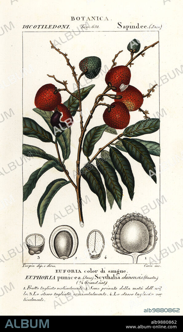Lychee fruit, Litchi chinensis. Euphoria punicea, Scythalia chinensis, Euforia color di sangue. Handcoloured copperplate stipple engraving from Antoine Laurent de Jussieu's Dizionario delle Scienze Naturali, Dictionary of Natural Science, Florence, Italy, 1837. Illustration engraved by Corsi, drawn and directed by Pierre Jean-Francois Turpin, and published by Batelli e Figli. Turpin (1775-1840) is considered one of the greatest French botanical illustrators of the 19th century.