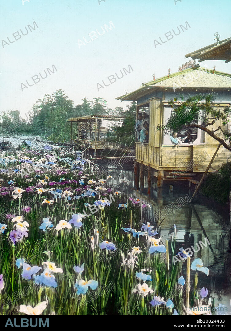 [ 1900s Japan - Japanese Iris Garden ] Visitors enjoying iris flowers from a tea house at the famed Kamata Iris Garden (, Kamata Shoubuen) in Kamata, Ota-ku (), Tokyo. 20th century vintage glass slide.