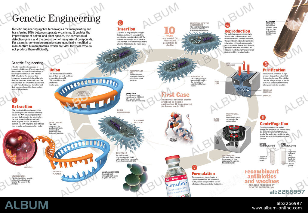 ingeniería genética. Infografía de la ingeniería genética aplicada a la modificación de microorganismos para producir sustancias como la insulina.