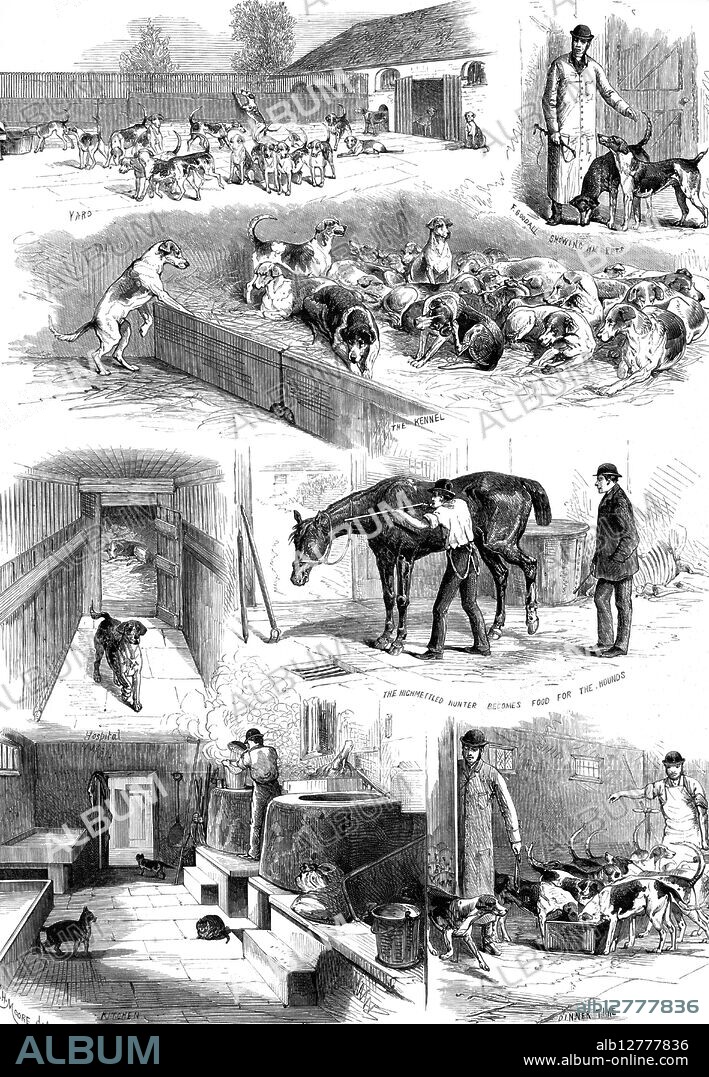 The Royal Buckhounds: sketches of the kennels at Ascot Heath, 1880. 'Yard; F. Goodall showing his pets; the Kennel; Hospital; the Highmettled Hunter becomes Food for the Hounds; Kitchen; Dinner Time...The pastime of hunting fallow deer brought from the Royal park or from neighbouring demesnes, to be pursued and recaptured by the huntsmen, with the aid of this noble pack of hounds belonging to her Majesty the Queen, is an institution of historical antiquity...The kennels and the pack are in charge of the Keeper, Mr. Frank Goodall...At the back of the kennels are three large paddocks, or inclosed grass-fields, each about half an acre, which are the dogs' playground...A hundred yards distant is the slaughterhouse, where old horses, destined for the food of the hounds, are killed, in the manner shown in one of the Sketches, by shooting the animal behind the ear with a gun held close to it. The carcase of the horse is then dressed, divided, and consigned to the cook, who takes its quarters into the kitchen, and puts them into the large coppers for boiling. At the opposite side, in our Illustration of the kitchen, are seen two immense coolers, in which is to be found a quantity of oatmeal porridge, ready to be mixed with the chopped-up horseflesh'. From "Illustrated London News", 1880.