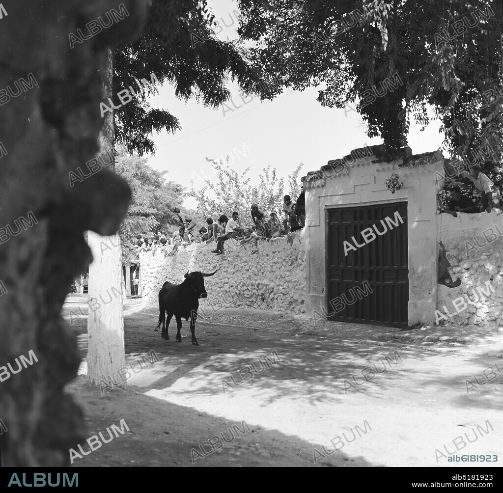 ENCIERRO EN ARGANDA DEL REY - NOVILLO POR LA CALLE ENRIQUE CALLEJA - AÑOS 60 - ByN 41351.