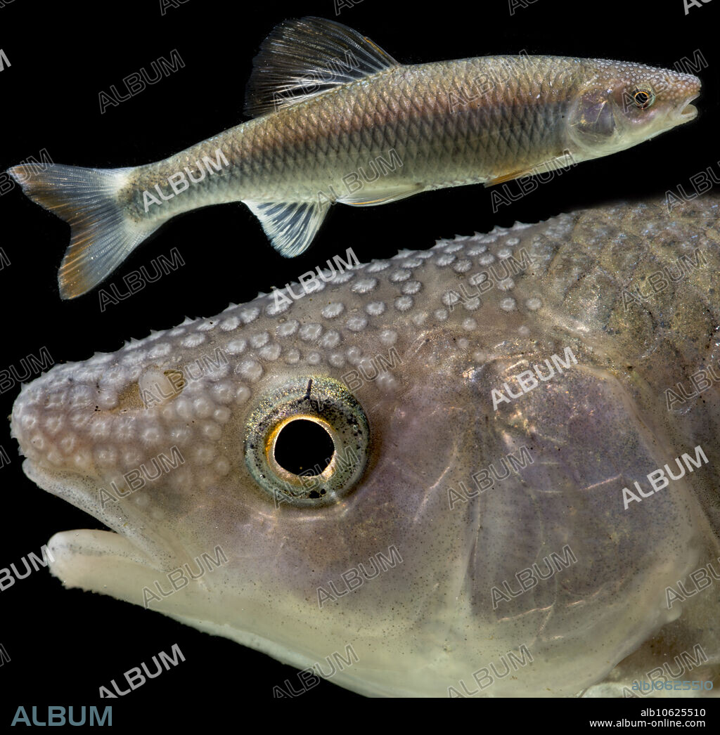 Male Whitetail Shiner (Cyprinella galactura), with conical tubercles on its head, Blount County, Tennessee, USA.