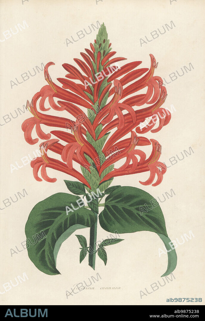 Cardinals guard, Pachystachys coccinea. Scarlet justitia, Justicia coccinea. Named for 18th century Scottish botanist J. Justice. Handcoloured engraving from Joseph Paxtons Magazine of Botany, and Register of Flowering Plants, Volume 1, Orr and Smith, London, 1834.