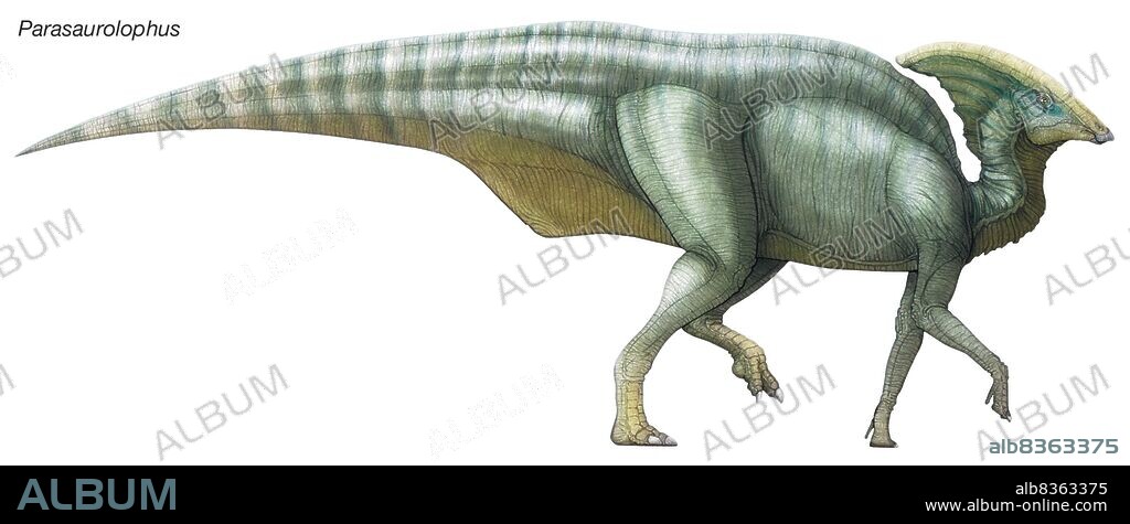 Parasaurolophus, "beside Saurolophus," a late Cretaceous herbivore with a hollow crest extending from the back of its skull.