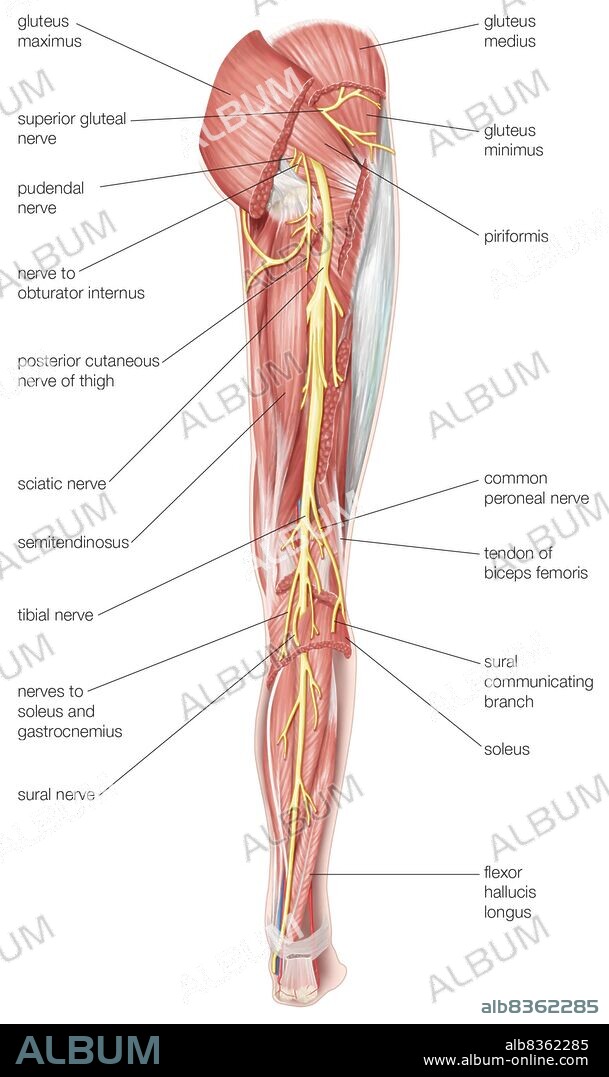 The posterior view of the human right leg, showing the sciatic nerve and its branches.
