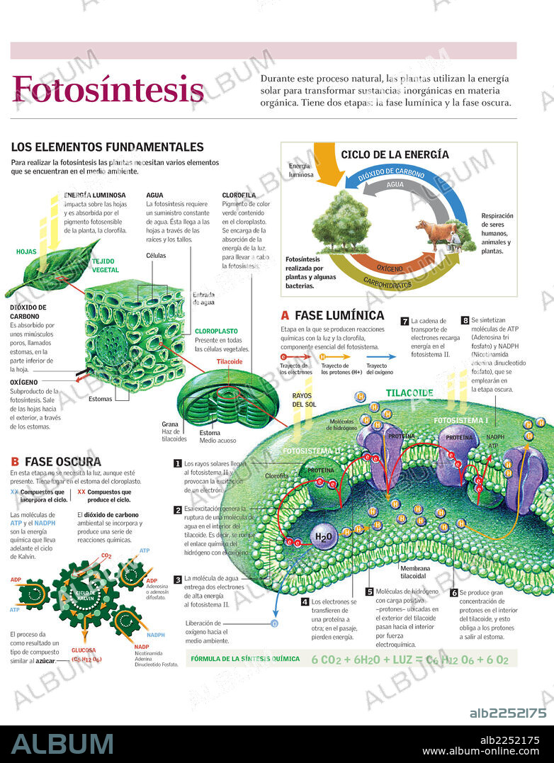 fotosíntesis. Infografía del proceso de síntesis química durante la fotosíntesis.