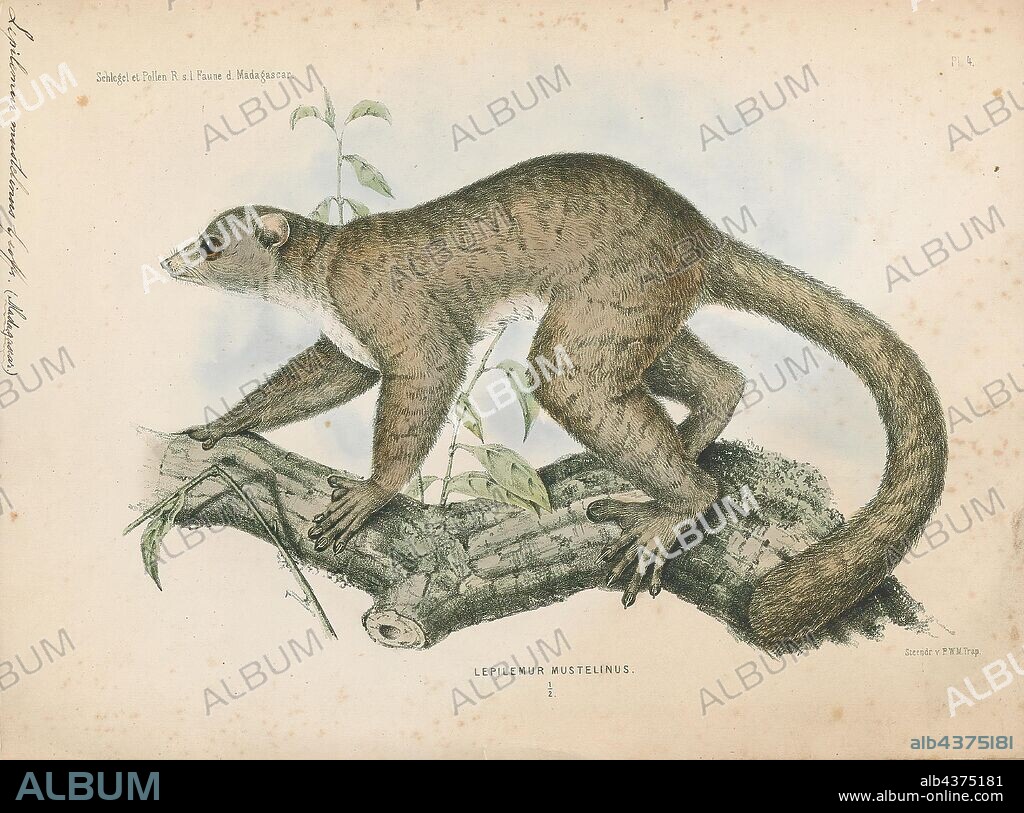 Lepilemur mustelinus, Print, The weasel sportive lemur (Lepilemur mustelinus), also known as the greater sportive lemur, weasel lemur, or greater weasel lemur, is a species of lemur native to northeastern Madagascar. Its habitat includes rainforests and tropical rainforests. Its dorsal side is a reddish-brown colour, and greyish brown ventrally. Its colour darkens towards the tip of its tail. Individuals weigh from 0.8 to 1.2 kg (1.8 to 2.6 lb) It has long, soft fur. Its body length is approximately 22–30 cm (8.7–11.8 in) and a tail length of 23–27 cm (9.1–10.6 in)., 1868.