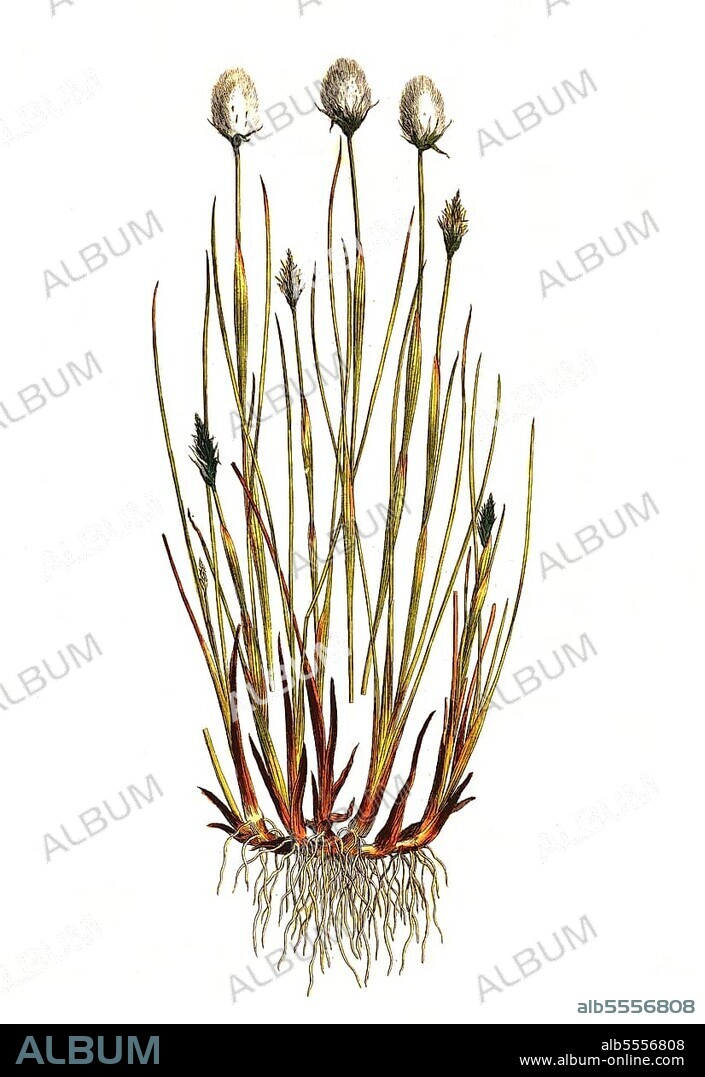 Scheiden-Wollgras, auch Moor-Wollgras, Scheidiges Wollgras (Eriophorum vaginatum) oder Schneiden-Wollgras, digital restaurierte Reproduktion einer Originalvorlage aus dem 19. Jahrhundert, genaues Originaldatum nicht bekannt.