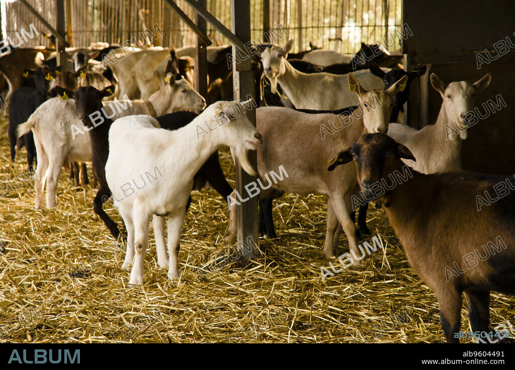 Granja de cabras y ovejas Can Caus .Santa Gertrudis de Fruitera.Ibiza.Balearic islands.Spain.