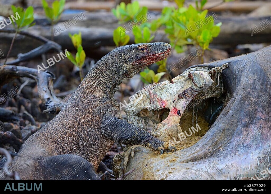 Komodo Dragon (Varanus komodoensis) feeding on the carcass of a wild buffalo that died in the mangrove area, Rinca Island, Komodo National Park, UNESCO World Heritage Site, Indonesia, Asia.
