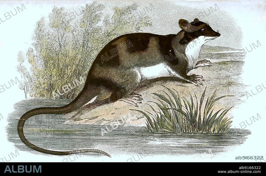 Water opossum (Chironectes minimus) or yapok, water opossum, digitally restored reproduction of an original from the 19th century.