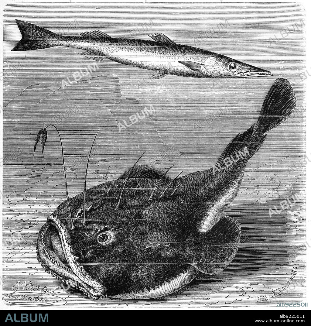 Fish, Arrowfish, Barracuda (Sphyraena) vulgaris and Anglerfish (Lophius piscatorius), also Anglerfish or Lotte, Historic, digitally restored reproduction from a 19th century original.