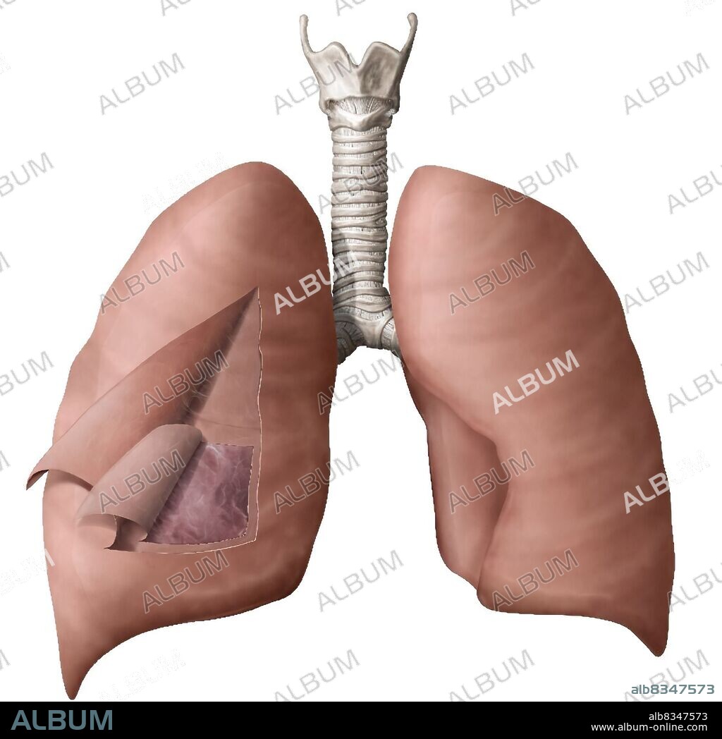 Elastic membrane surrounding each lung and composed of two layers bounding the pleural cavity.