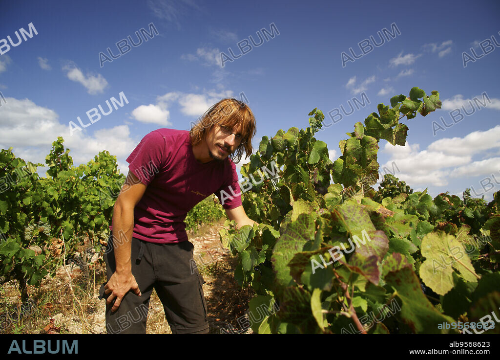 Jaume Mesquida J.R.Viñas Bio ecologicas de la bodega Jaume Mesquida.Porreres.Es Pla.Mallorca.Illes Balears.España.