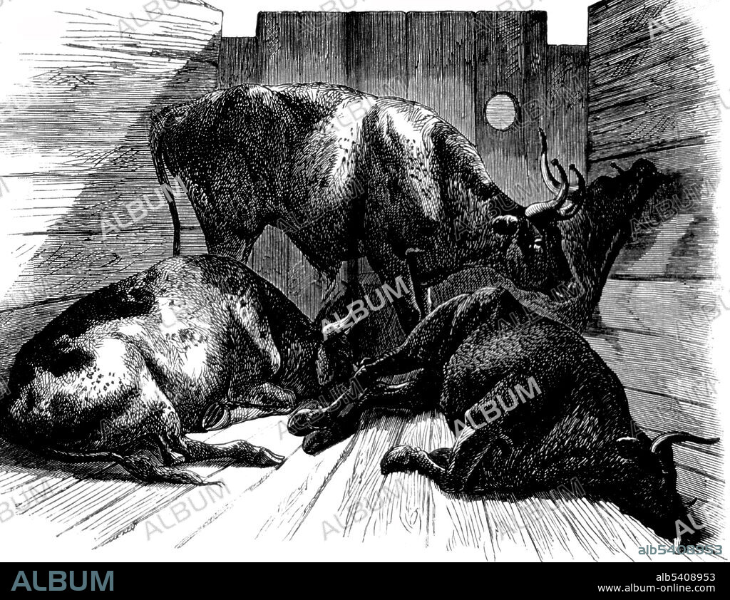 Cattle dying in the slaughterhouse yards, during the cattle plague. Rinderpest was an infectious viral disease of cattle, domestic buffalo, and many other species of even-toed ungulates, including large antelope, deer, giraffes, wildebeests, and warthogs. The disease was characterized by fever, oral erosions, diarrhea, lymphoid necrosis, and high mortality. Death rates during outbreaks were usually extremely high, approaching 100% in immunologically naive populations. Harper's Weekly, August 29, 1868 (cropped and cleaned).