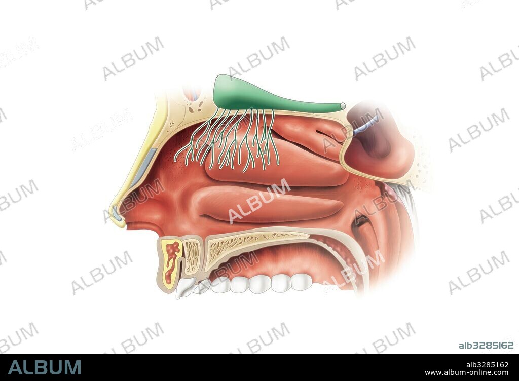 Órganos del sentido del olfato.