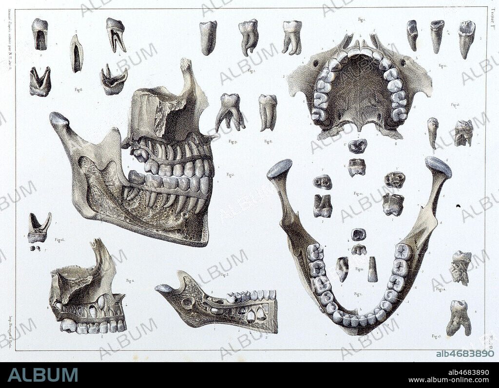 Arcades dentaires. Machoires. Illustration de N.H. Jacob, in Traite complet de l'anatomie de l'homme par les docteurs Bourgery et Claude Bernard 1866 - 1867 . Manuel medical 19eme. Credit Collection VAV/Kharbine Tapabor.