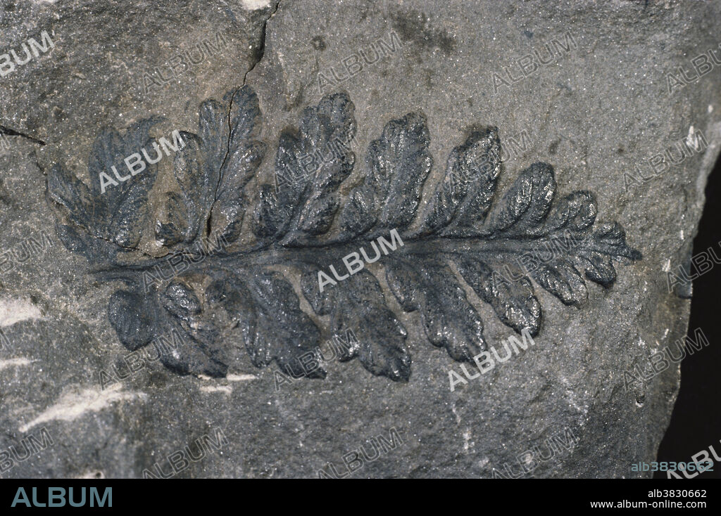 Delicate fossil leaves of Sphenopteris, a typical pteridosperm (seed fern). Sphenopteris is believed to be a shrublike plant that lived in marshy conditions during the Carboniferous and Permian Periods. This specimen is 60 mm long.