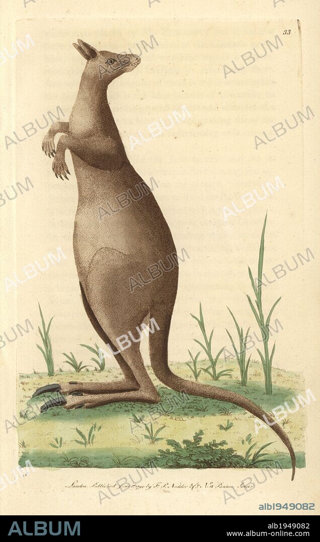 Great kanguroo or eastern grey kangaroo. Macropus giganteus. Illustration signed S (George Shaw).. Handcolored copperplate engraving from George Shaw and Frederick Nodder's "The Naturalist's Miscellany" 1790.. Frederick Polydore Nodder (1751~1801?) was a gifted natural history artist and engraver. Nodder honed his draftsmanship working on Captain Cook and Joseph Banks' Florilegium and engraving Sydney Parkinson's sketches of Australian plants. He was made "botanic painter to her majesty" Queen Charlotte in 1785. Nodder also drew the botanical studies in Thomas Martyn's Flora Rustica (1792) and 38 Plates (1799). Most of the 1,064 illustrations of animals, birds, insects, crustaceans, fishes, marine life and microscopic creatures for the Naturalist's Miscellany were drawn, engraved and published by Frederick Nodder's family. Frederick himself drew and engraved many of the copperplates until his death. His wife Elizabeth is credited as publisher on the volumes after 1801. Their son Richard Polydore (1774~1823) was responsible for the plates signed RN or RPN. Richard exhibited at the Royal Academy and became botanic painter to King George III. The illustrations are characterized by vivid colouring, fine detail, and a certain posed stiffness in the ornithological portraits, perhaps because they were sketched from dead specimens.