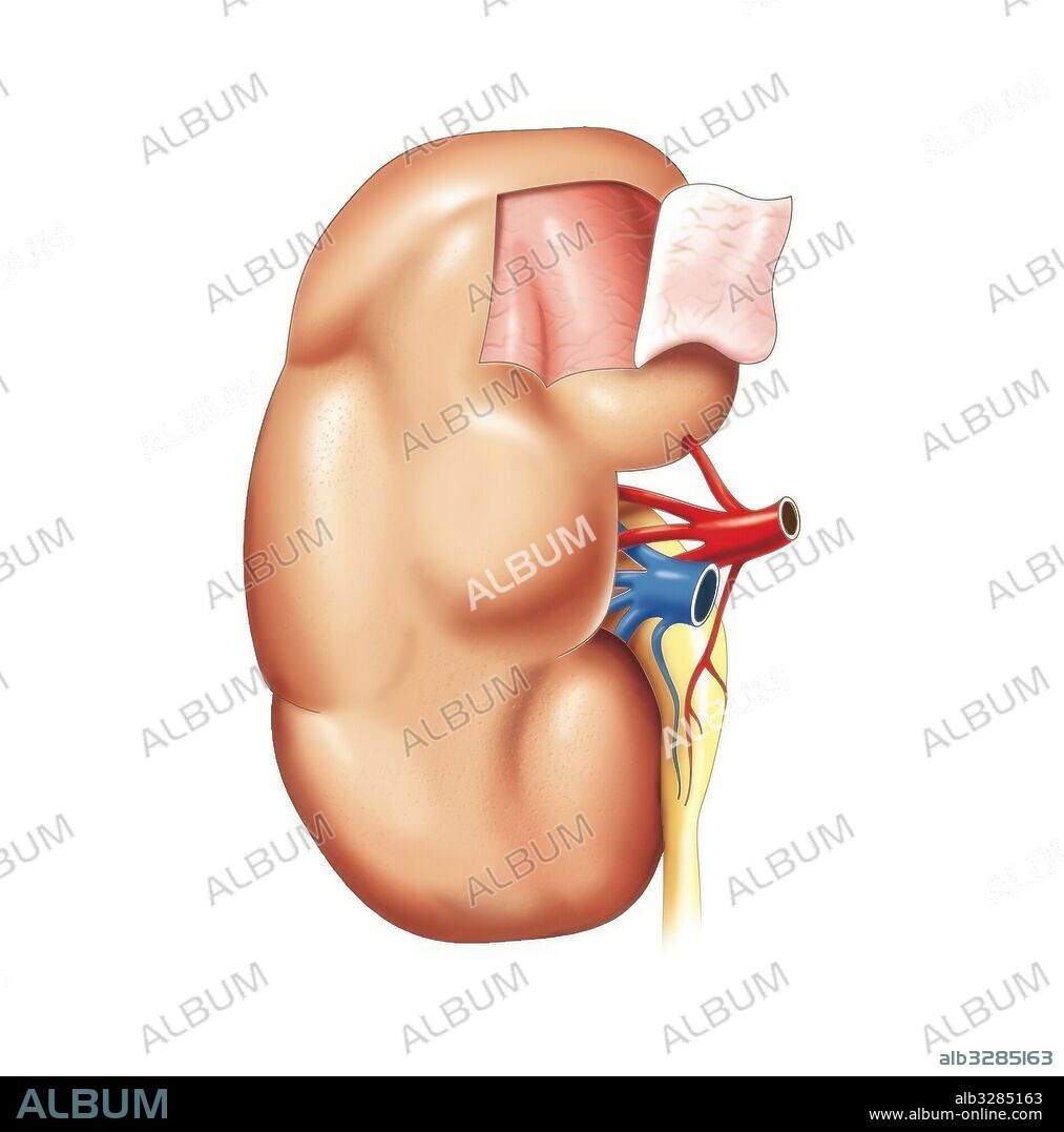 Kidney.