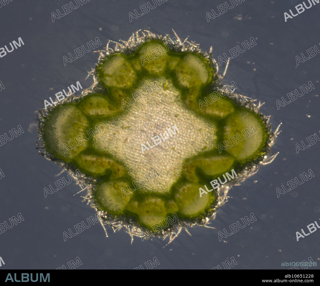 A transverse section of the stem of a mature marijuana (Cannabis sativa) plant from the top. This sample was take two cm from the growing tip. The section of the stem shows the different cell types. The central cavity has not yet developed in this location. Cannabis is also known as help, and is a source of strong fibers for clothing, paper, and rope. This fast growing plant shows promise for being a cheep source of fibers in the future. This image shows the stem that is 4 mm in diameter.