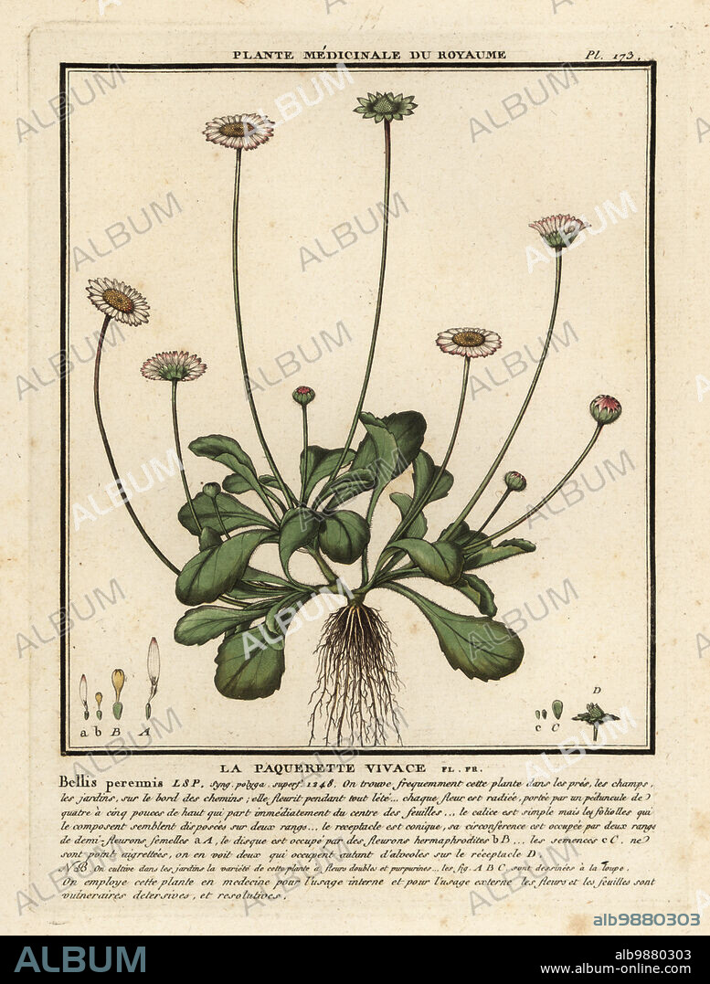 Common daisy, lawn daisy or English daisy, La paquerette vivace, Bellis perennis. Copperplate engraving printed in three colours by Pierre Bulliard from his Herbier de la France, ou collection complete des plantes indigenes de ce royaume, Didot jeune, Debure et Belin, 1780-1793.