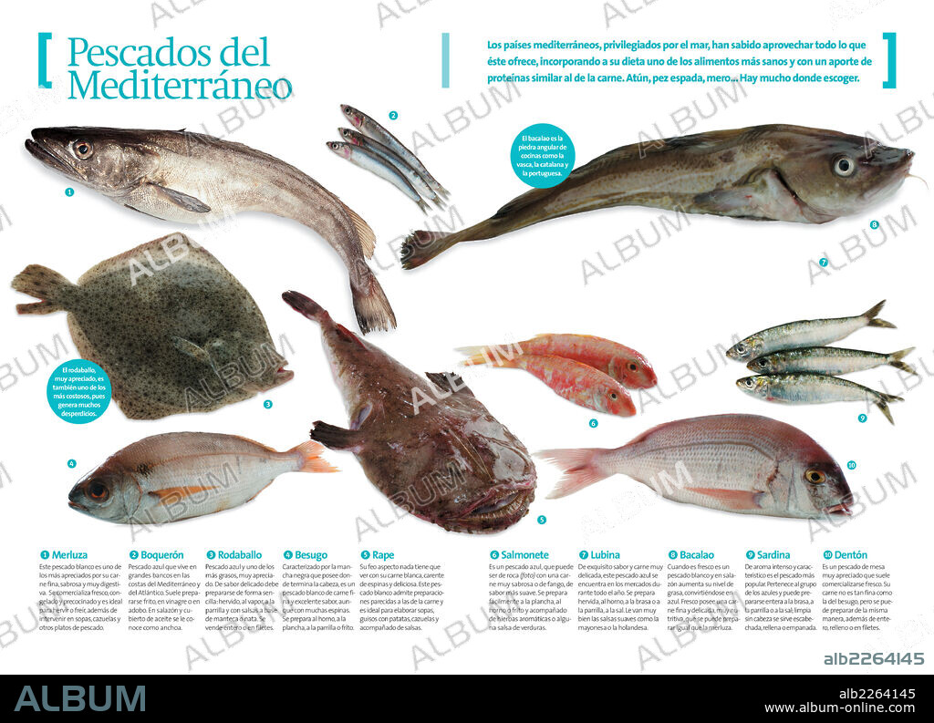 Mediterranean fish. Infographics about some of the most characteristic fishes of the Mediterranean.