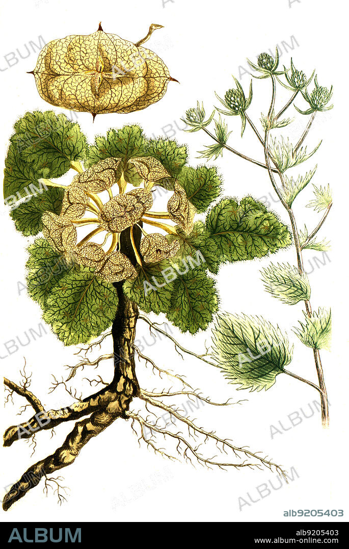 Flachblatt-Mannstreu, Eryngium planum, auch Flachblatt-Edeldistel oder Flachblättriger Mannstreu, und Eryngium zeylanicum / Eryngium planum, the blue eryngo or flat sea holly, Digital retuschierte Illustration aus Phytanthoza iconographica von Johann Wilhelm Weinmann, Maler Bartholomäus Seutter und Kupferstecher Johann Jakob Haid und Johann Elias Ridinger, 1740 / Digitally retouched illustration from Phytanthoza iconographica by Johann Wilhelm Weinmann, painter Bartholomäus Seutter and engravers Johann Jakob Haid and Johann Elias Ridinger, 1740.