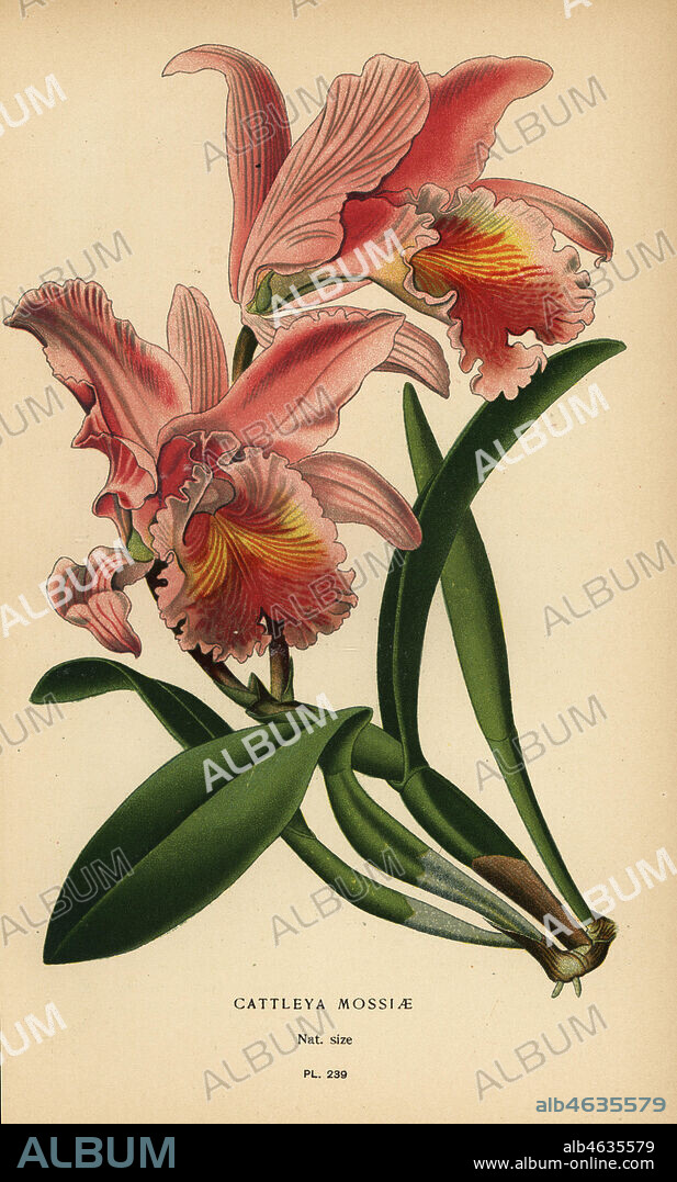 Moss' Cattleya orchid or easter orchid, Cattleya mossiae. Chromolithograph from an illustration by Desire Bois from Edward Steps Favourite Flowers of Garden and Greenhouse, Frederick Warne, London, 1896.