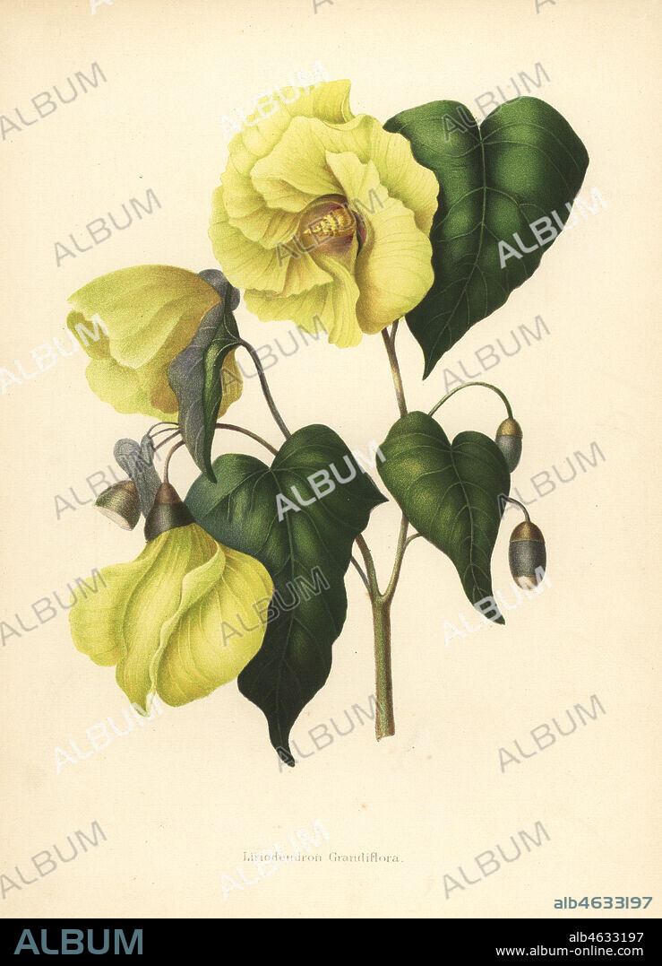 Magnolia pterocarpa extinct. Liriodendron grandilfora. Chromolithograph after a botanical drawing by Emily Eden from her Flowers from an Indian Garden: Second Series: Hope, Breidenbach & Co, Dusseldorf, 1860s. Eden was an English female aristocratic writer, novelist and traveler who accompanied her brother George in India from 1836 to 1842.