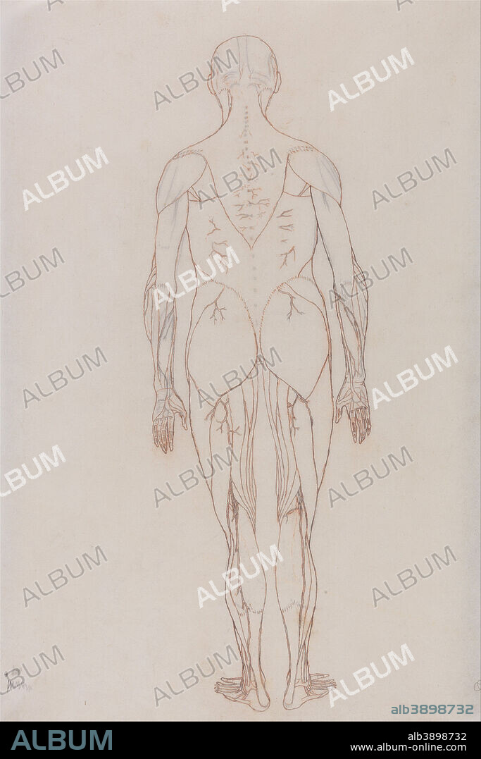 GEORGE STUBBS. A Comparative Anatomical Exposition of the Structure of the Human Body with That of a Tiger and a Common Fowl: Human Figure, Posterior View (Outline Drawing for Key Figure to Table XII). Date/Period: 1795 to 1806. Drawing. Black and red chalk, and graphite; verso: black chalk and graphite on cream, thin, smooth, wove paper. Height: 489 mm (19.25 in); Width: 330 mm (12.99 in).