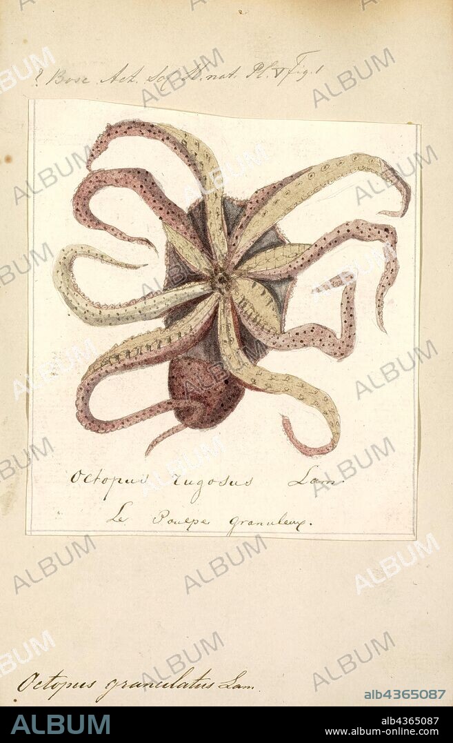 Octopus granulatus, Print, The octopus is a soft-bodied, eight-limbed mollusc of the order Octopoda. Around 300 species are recognised, and the order is grouped within the class Cephalopoda with squids, cuttlefish, and nautiloids. Like other cephalopods, the octopus is bilaterally symmetric with two eyes and a beak, with its mouth at the center point of the eight limbs ("tentacle" is used as an umbrella term for cephalopod limbs; however, within a teuthological context; "arm" is used to refer to such limbs while "tentacle" is reserved for feeding appendages not found on octopuses). The soft body can rapidly alter its shape, enabling octopuses to squeeze through small gaps. They trail their eight appendages behind them as they swim. The siphon is used both for respiration and for locomotion, by expelling a jet of water. Octopuses have a complex nervous system and excellent sight, and are among the most intelligent and behaviourally diverse of all invertebrates.