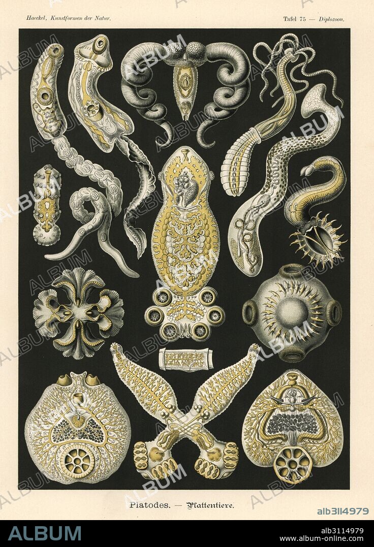 Platodes worms, flatworms and tapeworms: Gymnophallus choledochus, Echinostoma echinatum, Bucephalus polymorphus, Polystoma integerrimum, Gyrodactylus elegans, Diplozoon paradoxum, Tristoma coccineum, Calicotyle kroyeri, Caryophyllaeus laticeps, Tetrarhynchus longicollis, Phyllobothrium gracile, and pork tapeworm, Taenia solium. Chromolithograph by Adolf Glitsch from an illustration by Ernst Haeckel from Art Forms in Nature, Kunstformen der Natur, Liepzig, Germany, 1904.