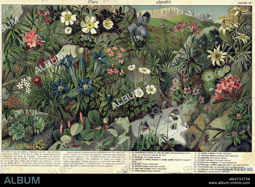 Flore alpestre, Suisse, rhododendron herisse ou rose des ALpes, Saxifrage, Nigritelle a feuilles etroites ou orchis vanille, Dryade, Gentiane acaule, Saule nain reticule, Silene acaule, violette a epernon, renoncule alpestre, soldanelle, petite Astrance, primevere visqueuse, Saxifrage a feuilles opposees, Eritrichium nain ou myosotis, joubarbe a toile d'araignee, Edelweiss, Rhododendron ferrugineux, planche in Livre d'images avec texte explicatif a l'usage des enfants par J. STAUB. Refonte et reedition par Ulrich Kollbrunner a Zurich. Premiere edition 1878, presente edition 1923. Credit Collection KHARBINE TAPABOR.