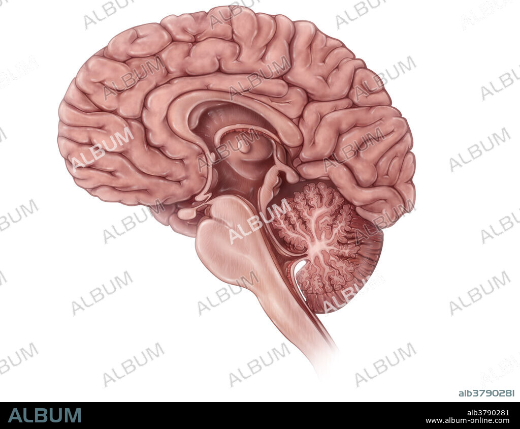 An illustrated midsagittal view of the brain.