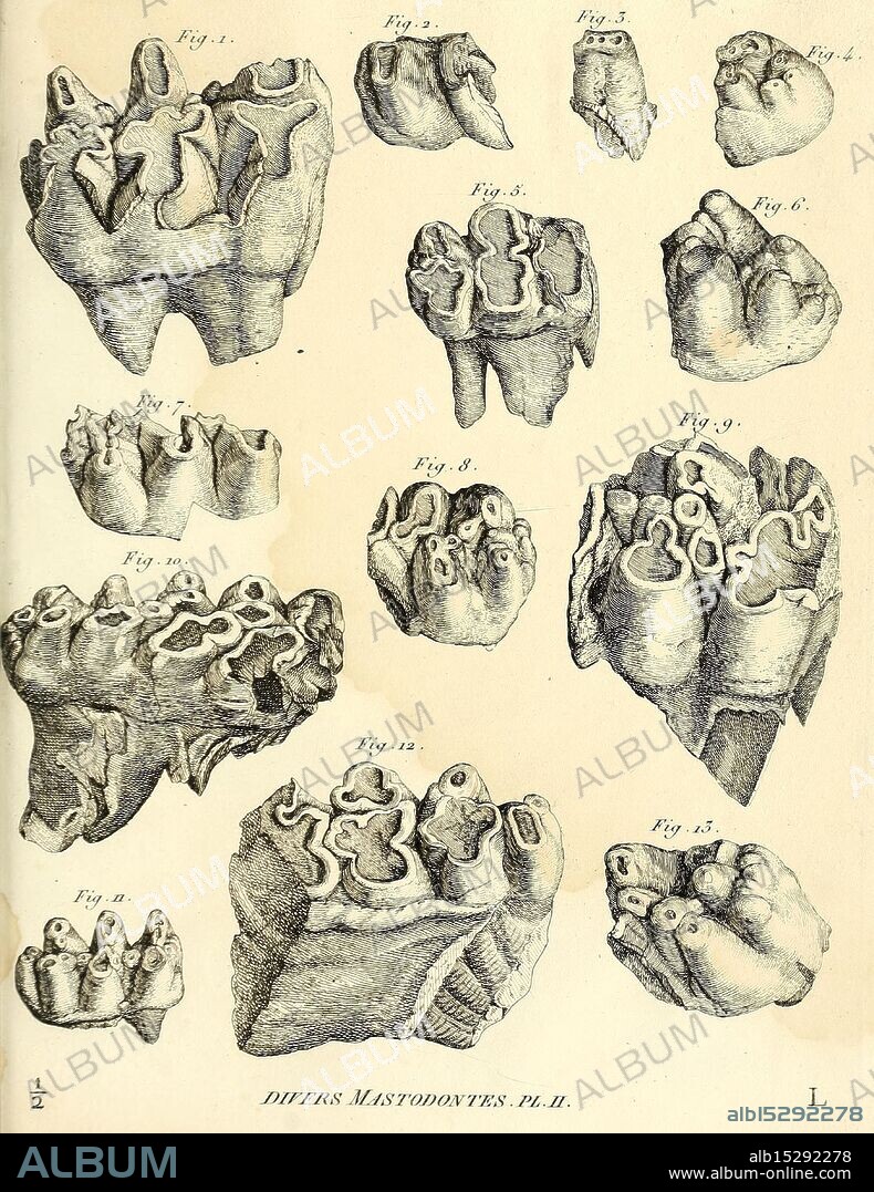 Recherches sur les ossemens fossiles de quadrupèdes Paris Deterville 1812 France Geology Mammals Fossil Paleontology Paris Region Vertebrates Fossil Mammal, This collection features a series of detailed illustrations showcasing various specimens of mastodon teeth. Each tooth is labeled with a figure number, ranging from Fig. 1 to Fig. 13, highlighting the unique anatomical structures and intricacies of the teeth. The illustrations emphasize the different shapes, sizes, and internal features, providing insight into the mastodon's dental morphology. The teeth represent important paleontological evidence and contribute to the understanding of the diet and lifestyle of these prehistoric creatures.