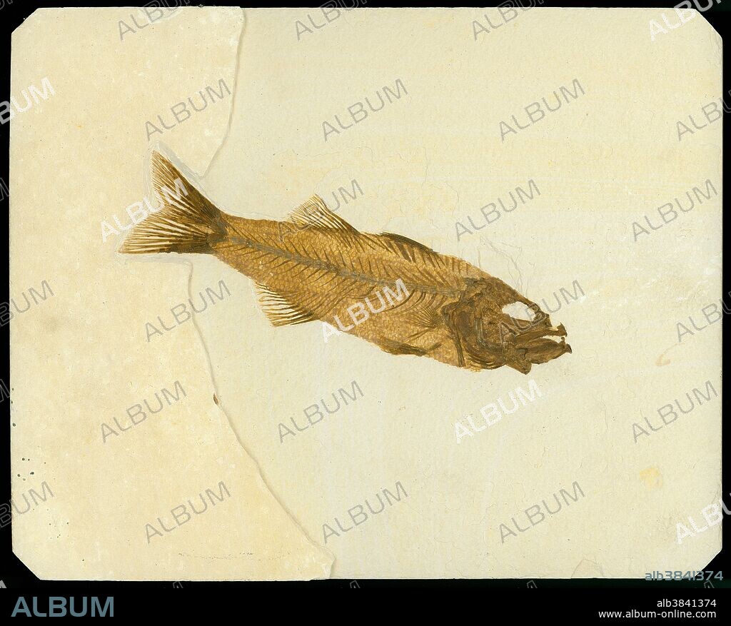 Fossil fish (Mioplosus labracoides) from the Eocene age found in the Green River Formation, Kemmerer, Wyoming. This species is a relative of the modern day perch. The fish is 162mm long.
