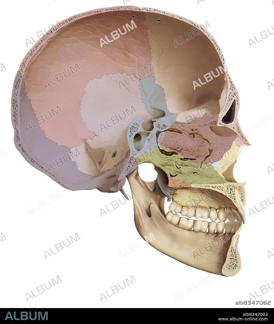 Bony structure formed of eight bones (four even bones and four odd bones) covering and protecting the brain.