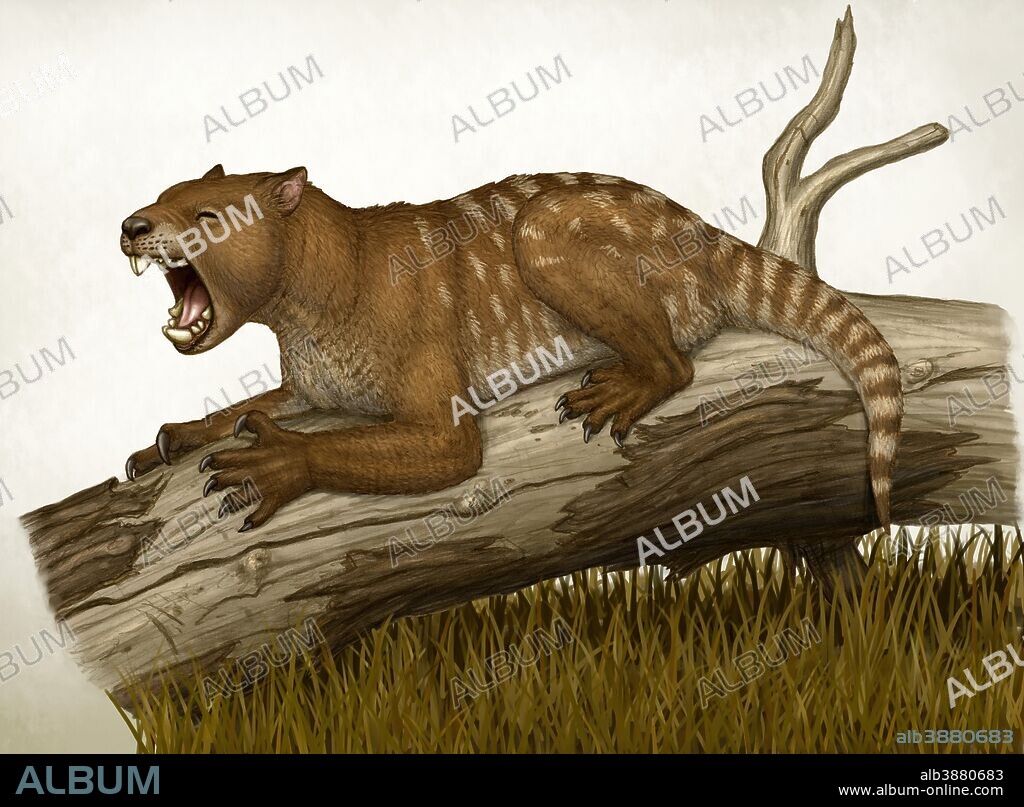 Thylacoleo carnifex, a marsupial and apex predator that lived in Australia.