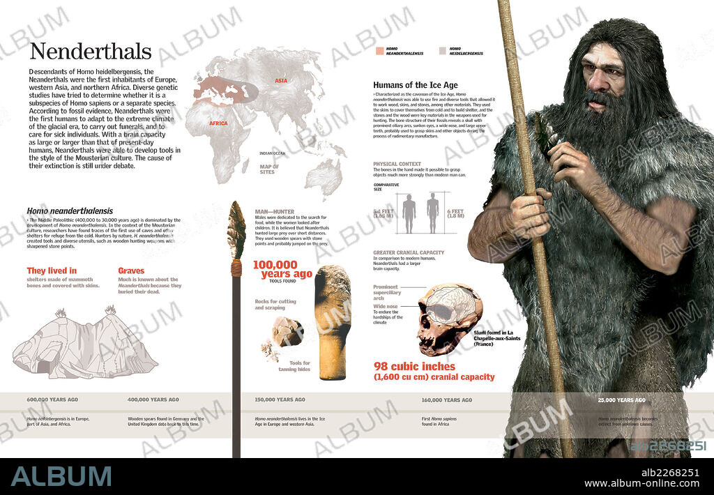 NEANDERTHALS. Infographic of the Homo neanderthalensis or neanderthal, its distribution, anatomy, habitat, tools and hunting methods.