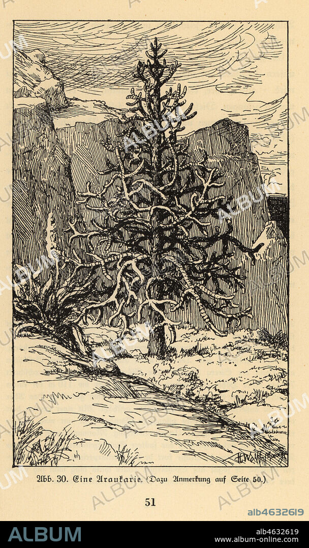 Araucaria tree. Illustration by Hugo Wolff-Maage from Wilhelm Bolsches Das Leben der Urwelt, Prehistoric Life, Georg Dollheimer, Leipzig, 1932.