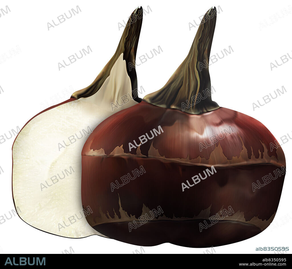 The aquatic bulb of a Chinese plant; its white crunchy flesh is an important ingredient in many Asian dishes.