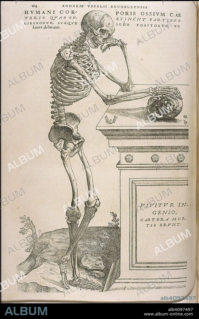 CALCAR, JAN STEPHAN, VAN. Illustration from De humani corporis fabrica by Andreas Vesalius.