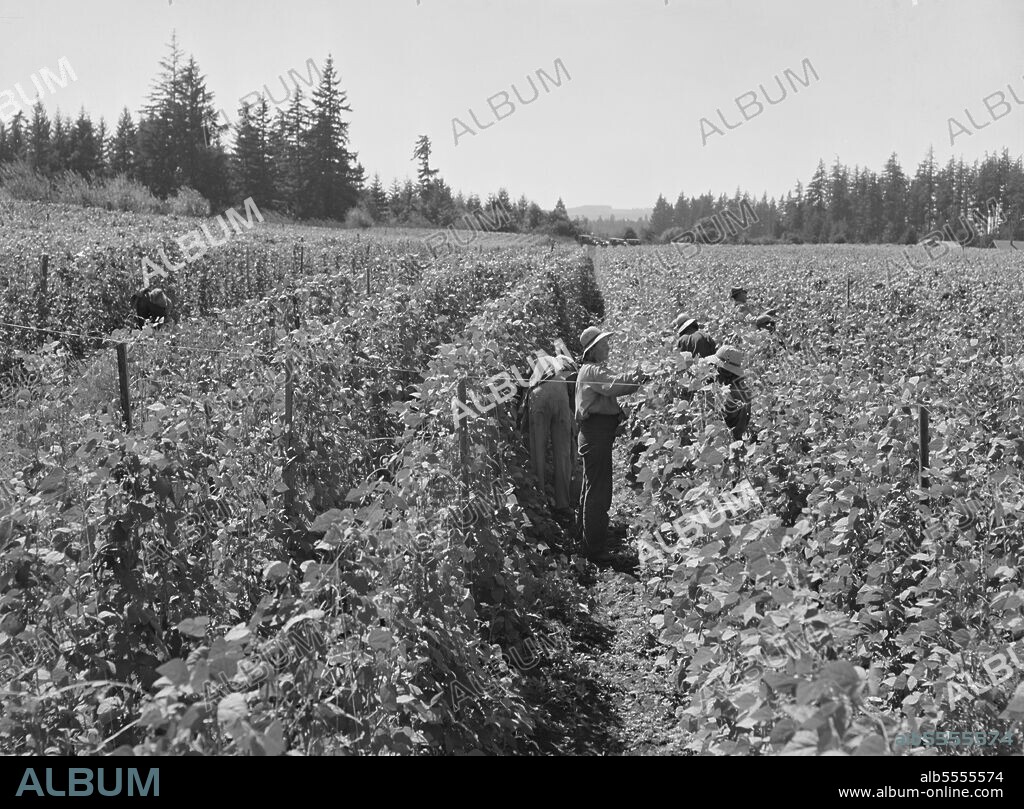 DOROTHEA LANGE. Bean pickers at harvest time. Pickers in foreground came from South Dakota. Oregon, Marion County, near West Stayton.