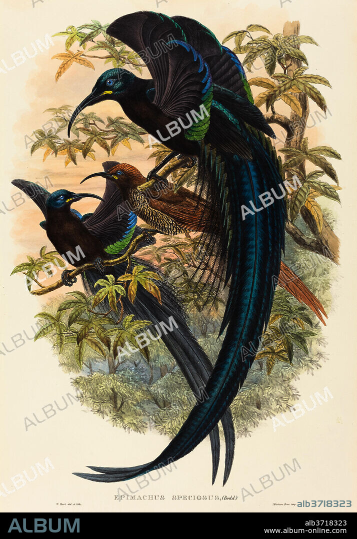 W. HART. Epimachus speciosus (Sickle-billed Bird of Paradise). Medium: hand-colored lithograph.