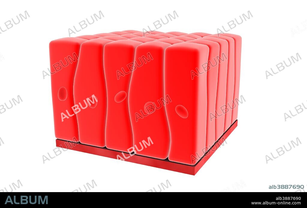 Conceptual image of simple columnar epithelium.